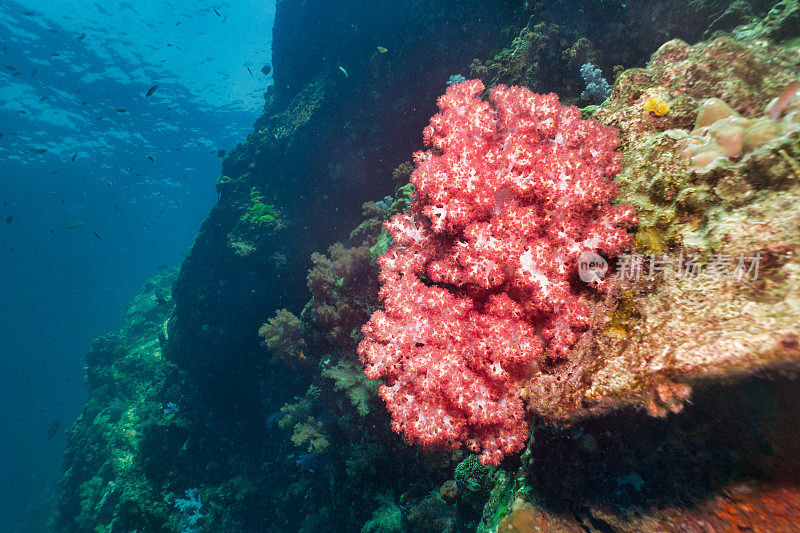 泰国欣登水下红色翡翠珊瑚(Dendronephthya hemprichi)